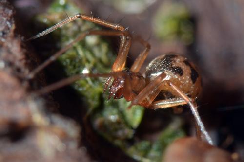 Réf. 132 013 : Tenuiphantes sp.