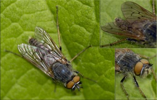 Thereva sp.