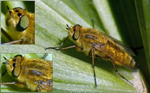 Thereva sp.