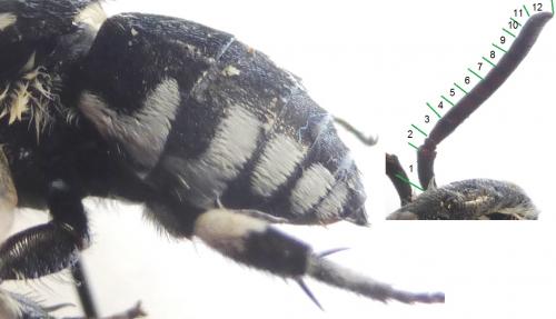 Réf. 132 178 : Thyreus sp.