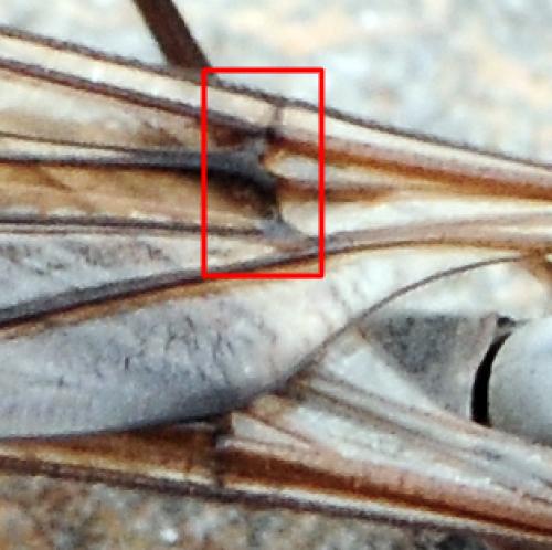 Tipula sp.
