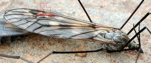 Réf. 132 105 : Tipula sp.