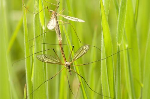 Tipula vernalis