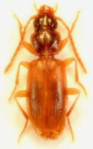 Réf. 132 172 : Trechoblemus micros