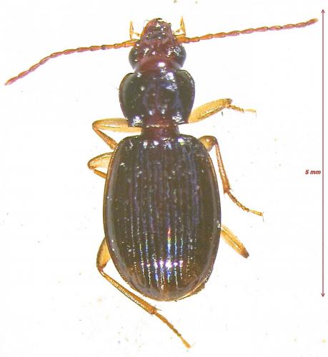 Trechus fairmairei