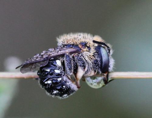 Réf. 132 526 : Anthidium punctatum