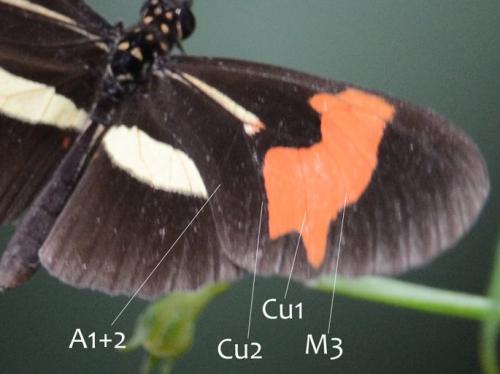 Heliconius erato phyllis