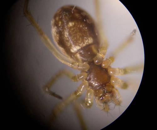 Neriene peltata
