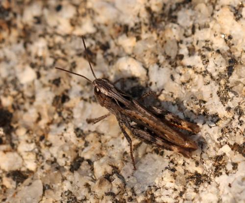 Réf. 132 150 : Chorthippus saulcyi algoaldensis