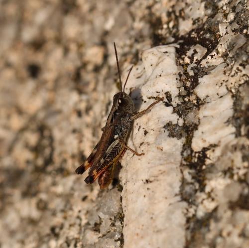 Réf. 132 152 : Chorthippus saulcyi algoaldensis