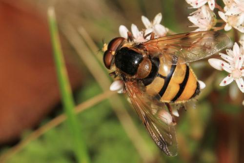 Volucella inanis