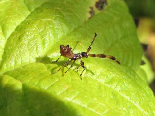 Réf. 132 546 : Coreus marginatus