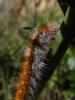 132206 – Photo : Bscrl – France (06)