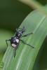 132578 – Photo : D. Martinez – Philippines