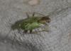 132084 – Photo : Hazel West – France (17)