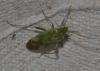 132103 – Photo : Hazel West – France (17)