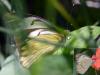 132257 – Photo : Christian Widmann – Brésil