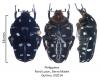 132095 – Photo : Stephane VASSEL – Philippines