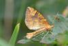 132741 – Photo : Jean-Luc Bluem – France (68)