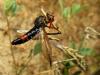 132038 – Photo : Sylvain Fadda – France (13)