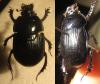 132051 – Photo : Jeremie Fevrier – France (12)