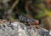 132591 – Photo : Duborget Robin – France (66)