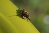 132731 – Photo : Vincent MATHEZ – France (74)