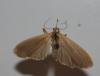 Eilema sp.