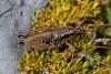 132830 – Photo : Duborget Robin – France (04)