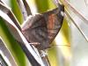 132020 – Photo : Christian Widmann – Brésil