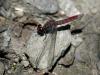 132057 – Photo : Christian Widmann – Brésil