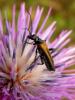 132448 – Photo : Sylvain Fadda – France (13)