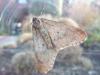 Erannis defoliaria