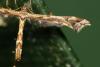 132053 – Photo : phyllo – France (77)