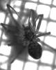 132109 – Photo : Alexanor – France (46)