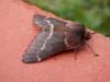 132129 – Photo : Dominique THAUVIN – France (45)