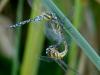 132614 – Photo : Sikale – France (75)
