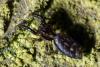 132613 – Photo : Christophe Quintin – France (21)
