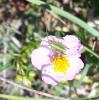 132589 – Photo : Anton – France (06)