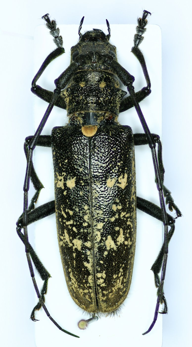 PierrickB - Monochamus sartor - réf. 132415 (776 x 1400 pixels, 219 ko)