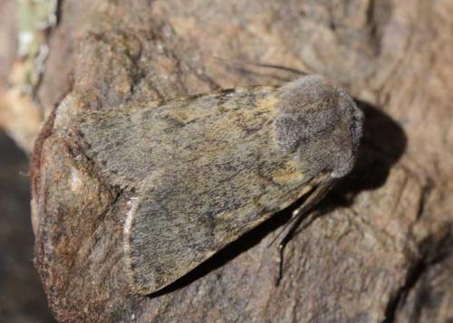 Réf. 133 051 : Agrotis simplonia
