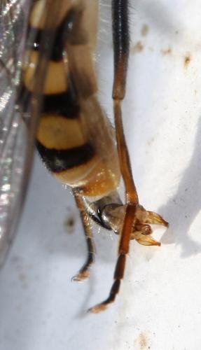 Eupeodes corollae
