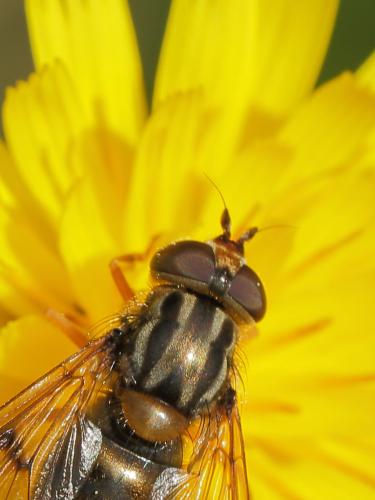 Ferdinandea cuprea
