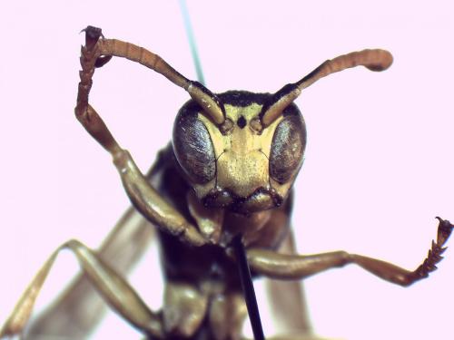 Polistes dominula
