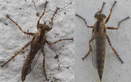 Tolmerus cingulatus