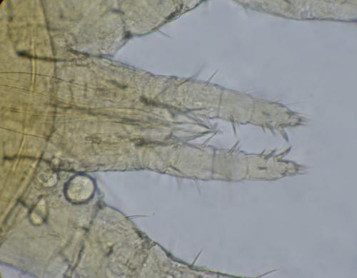 Dermanyssus gallinae