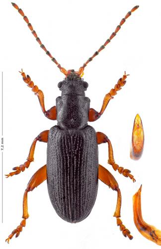 Réf. 133 237 : Plateumaris affinis