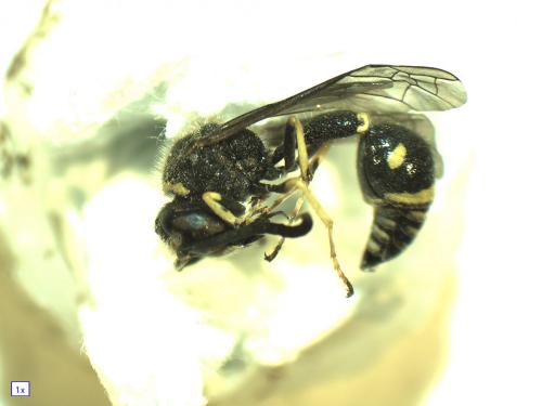 Eumenes papillarius
