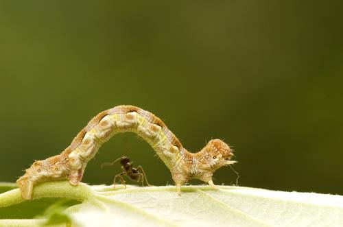 Erannis defoliaria