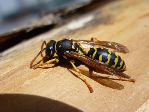 Réf. 133 327 : Polistes dominula